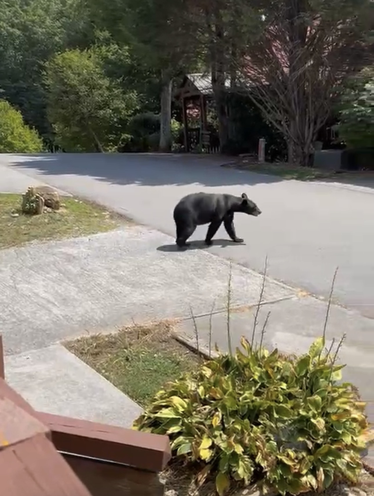 A "local" out for a stroll.