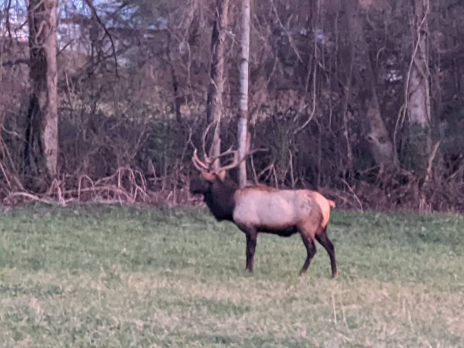 See the Elk in Cherokee, NC See the Elk in Cherokee, NC - Modern Farmhouse on Creek near Town/Train +Hot Tub - 28713