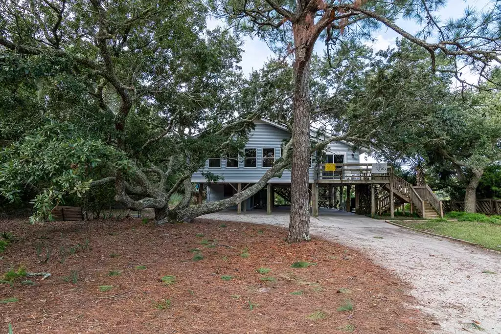 Same tree from the road - you can see how it hides the house. The tree has leaves year round. - Secluded, Spacious Edisto Beach Walk Home Chaika - Edisto Beach