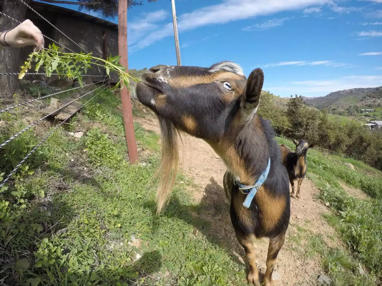 safari-tent-cabin-with-hottub-and-air-conditioning/