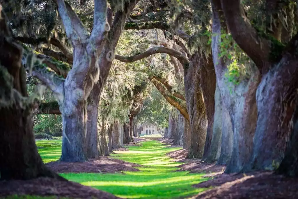 Don't miss the Avenue of the Oaks. - Seas The Day - Saint Simons Island