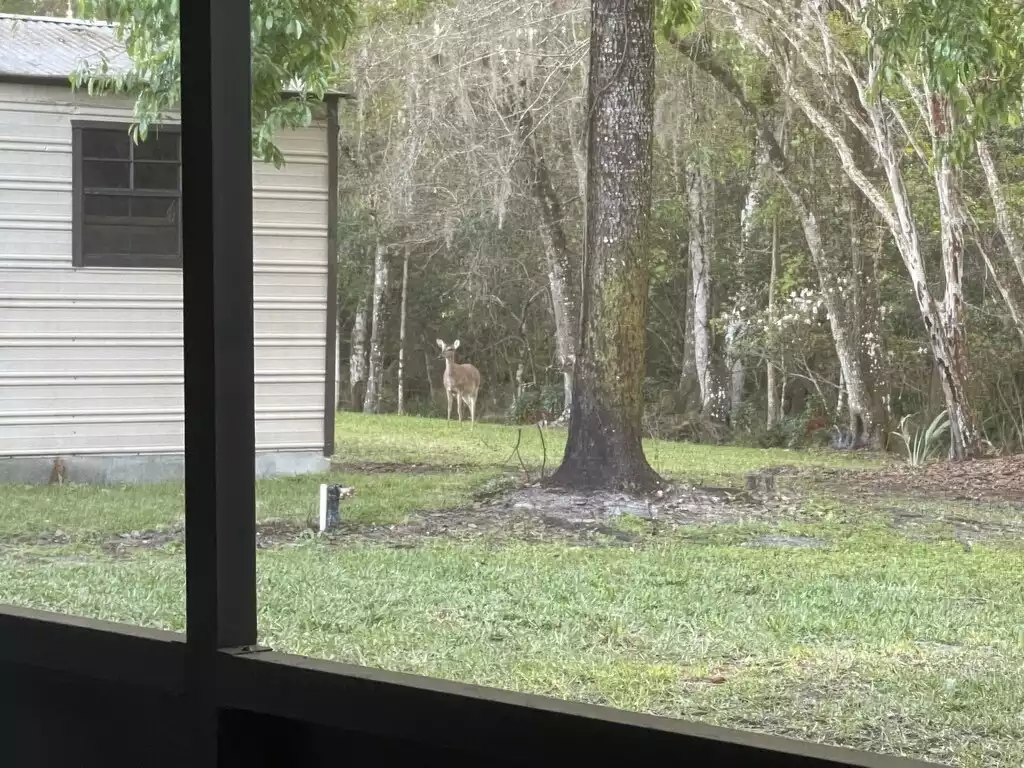 deer from the backyard