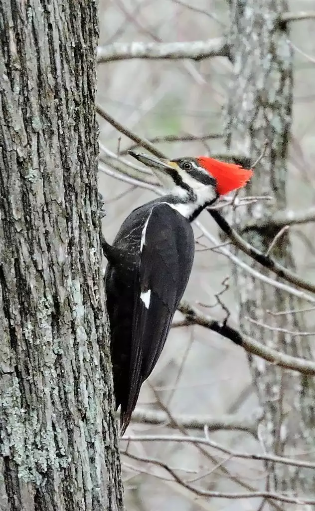 Woodpecker in our back yard. Woodpecker in our back yard. - Deer Hideout Retreat - Palmyra