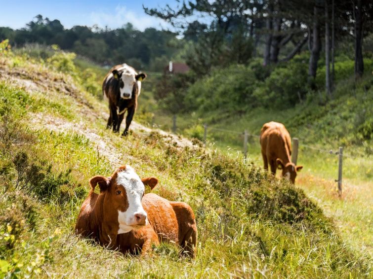 lisbeth-400m-from-the-sea/