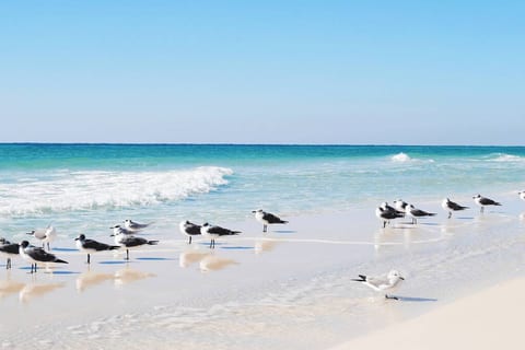 Oceanside condo, resort amenities!