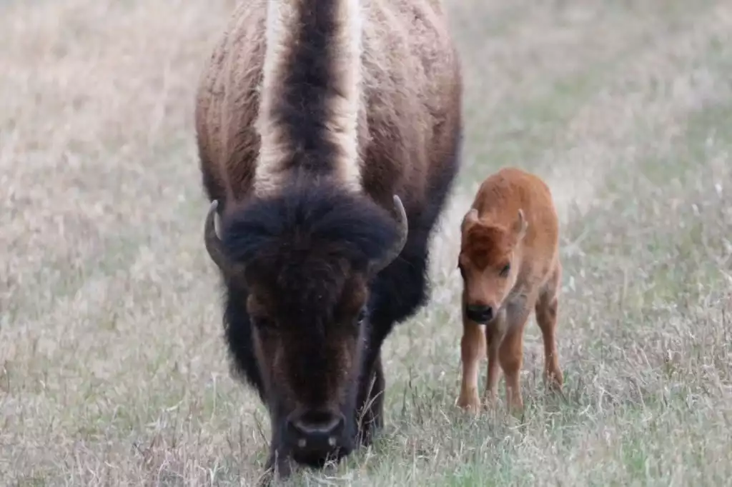 Baby bison, often called "red dogs", along the highway in May. This one is  just days old.