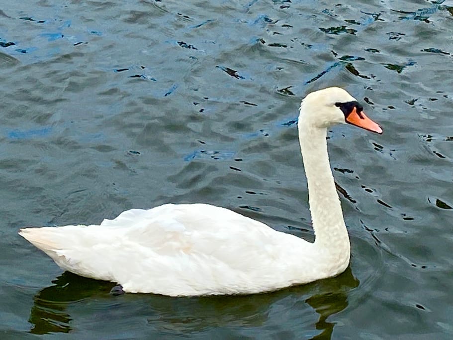 One of our occasional visitors. If you don’t want him coming back, don’t feed him - Waterfront One-level Home in Mystic Islands w/Dock - Little Egg Harbor Township