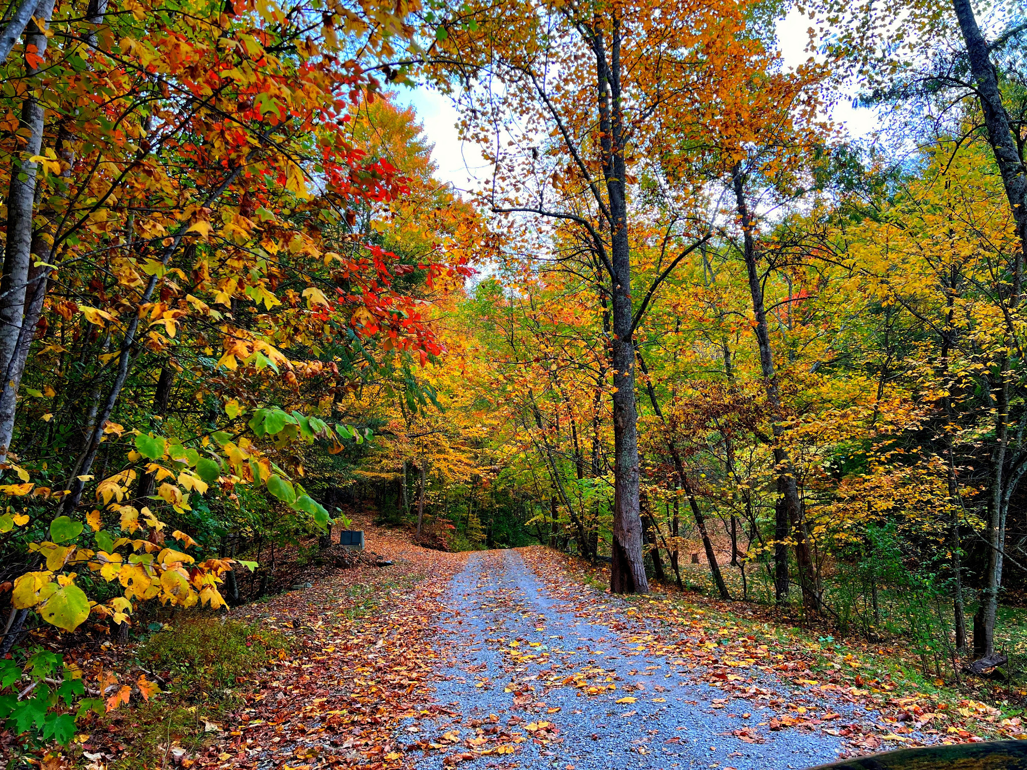The road leading to the cabin. Completely surrounded by Fall Color!  Book today