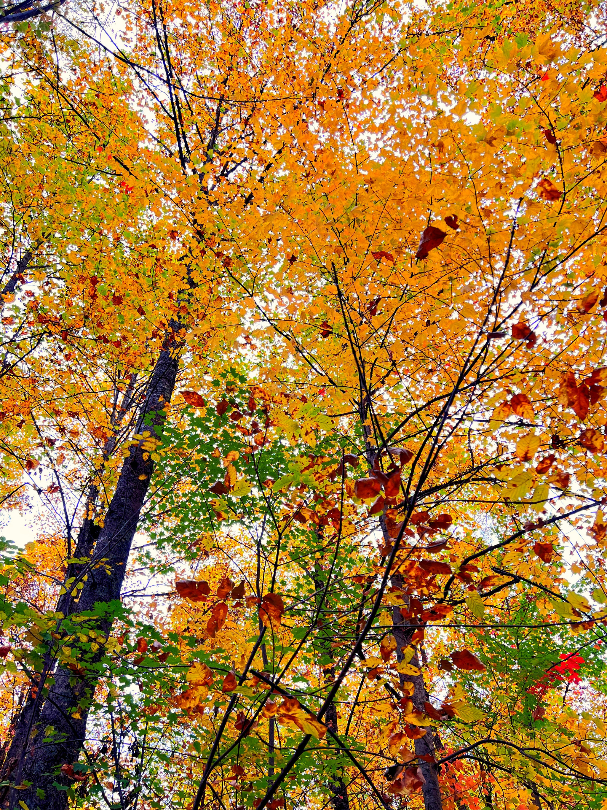Fall Folliage!!    The trees all around the cabin. Completely surrounded by Fall Color!  Book today