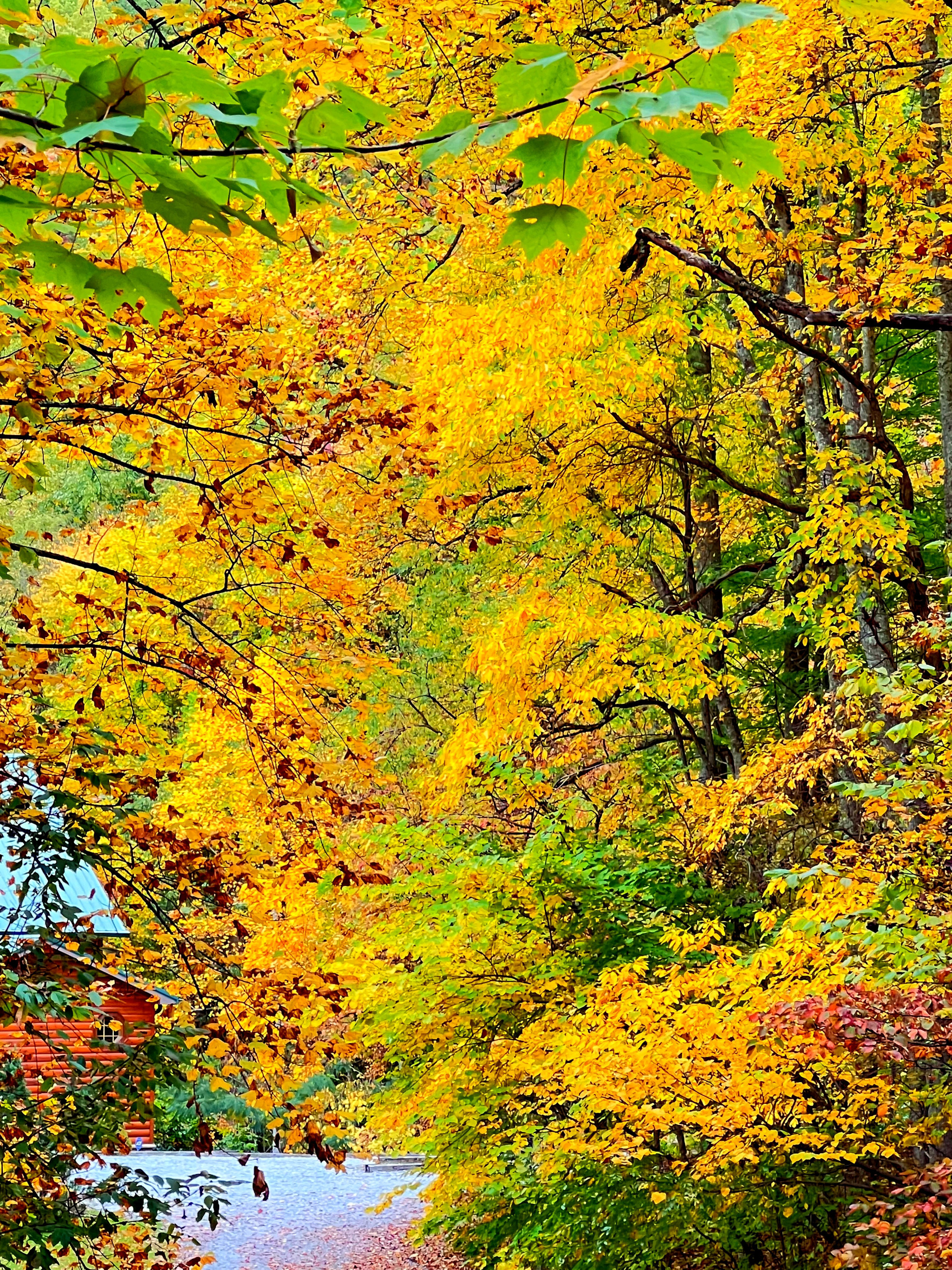 Fall Folliage!!    The trees all around the cabin. Completely surrounded by Fall Color!  Book today