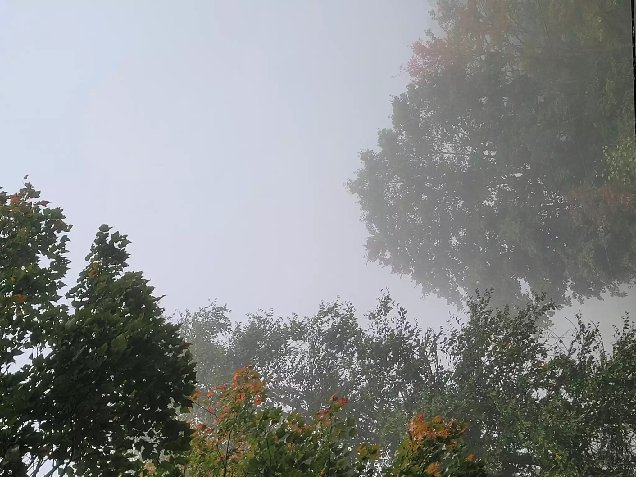 Misty morning at the Cabin - Grandfather's Shadow Vacation Cabin - Banner Elk