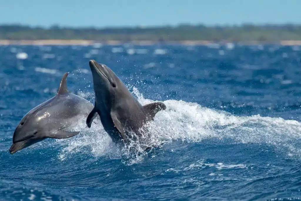 Dolphins having fun!  - South Kihei Guest Suite - Quiet Private Convenient - Kihei