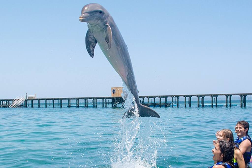The Dolphin Explorer is within walking distance! It's just next door to The Tipsy Turtle Hideaway