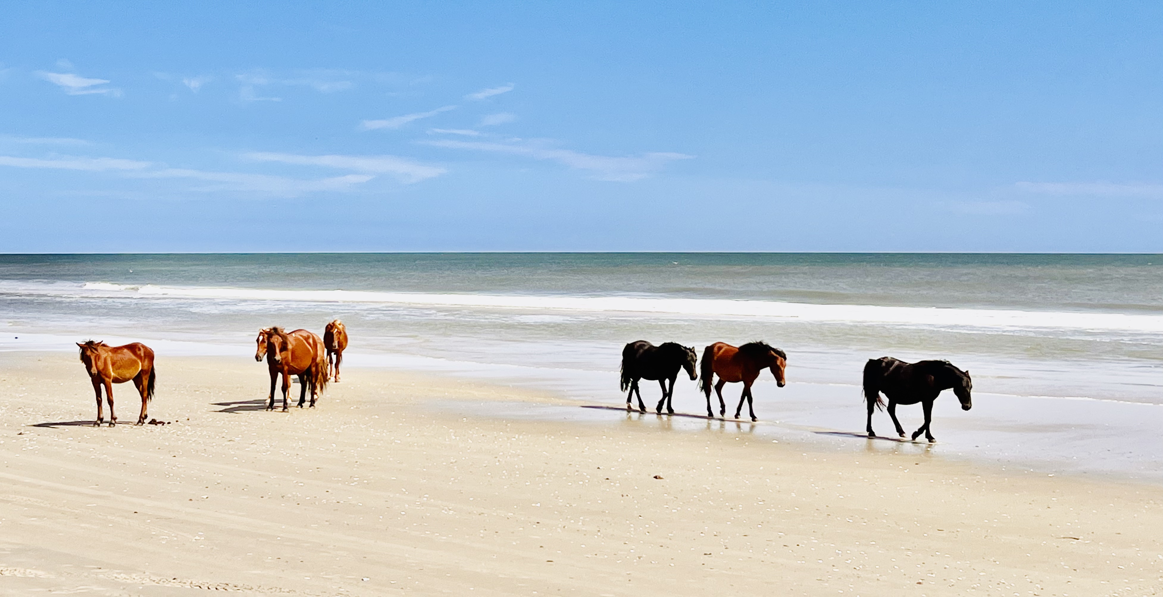 Wild horses of corolla.