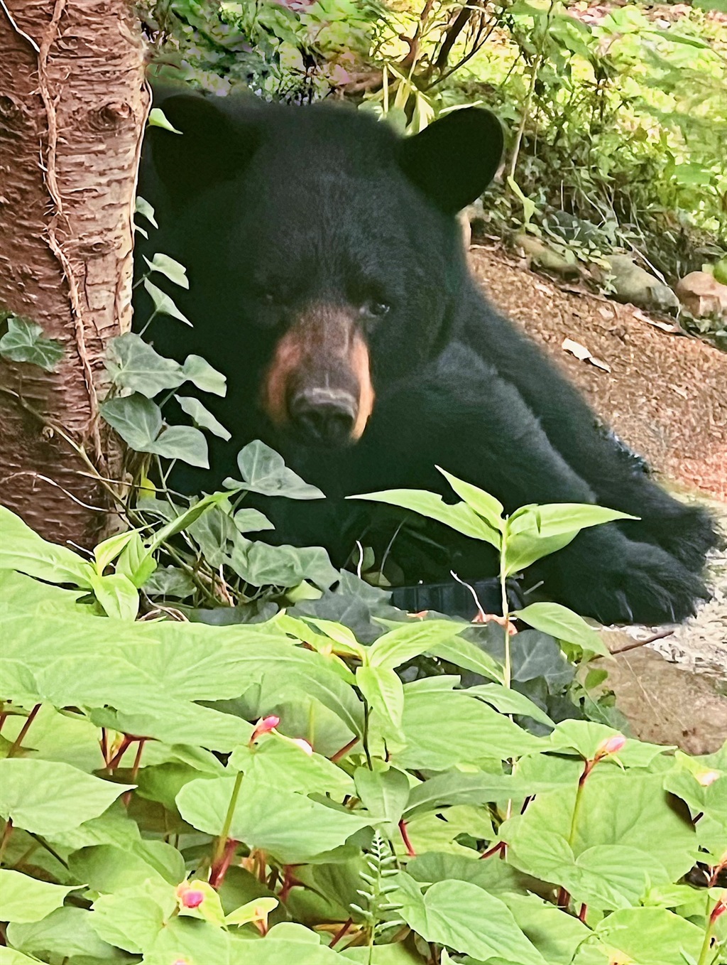 This guy is not afraid of anything and VERY inquisitive. Do not feed him. Yes he's cute and HUGE. - Moonshine Manor-  Friendly- W/D-Pool Table & Arcade - Gatlinburg