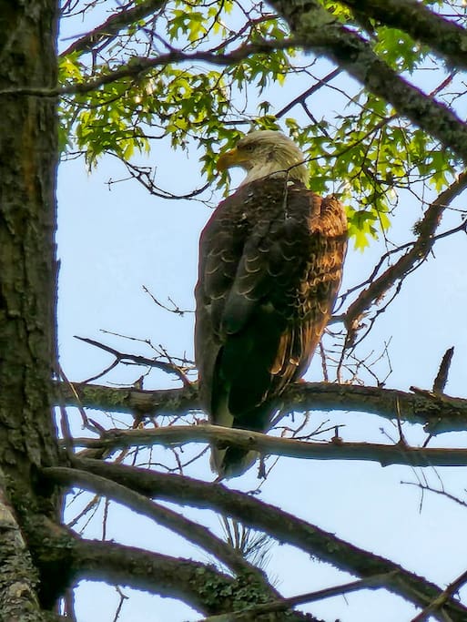 Majestic eagles can be seen frequently on Lake Shishebogama - Incredible Lakefront View at Loon Landing - Minocqua