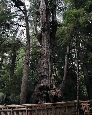 Just a short walk to the big tree trail, off 101, just north of Washington St.