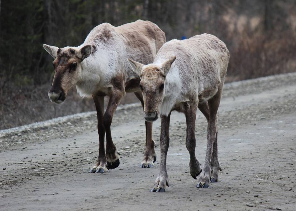 Caribou walking down the street in front of the house.