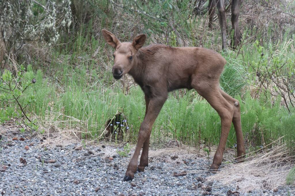Early June brings the babies to the back yard with their momma's!