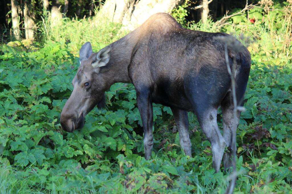 Moose frequent the property