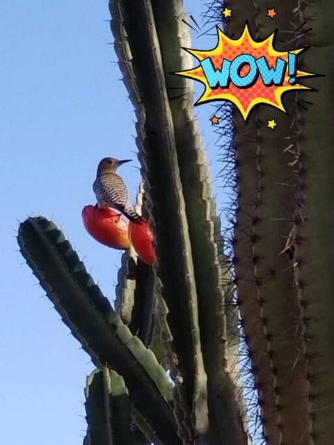 Meet our mascot, Speckles, a beautiful Gila Woodpecker.