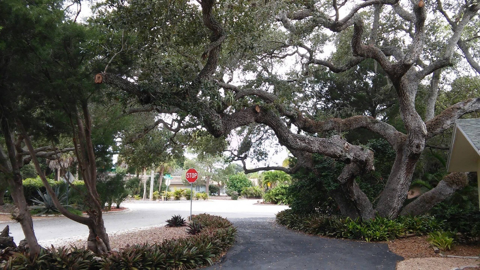 Our Very Special Tree in front and side of house