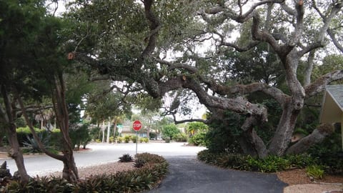  Our Very Special Tree in front and side of house