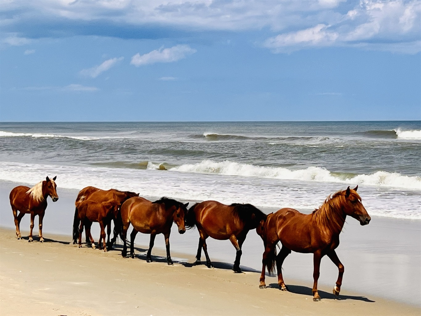 Wild Horses.