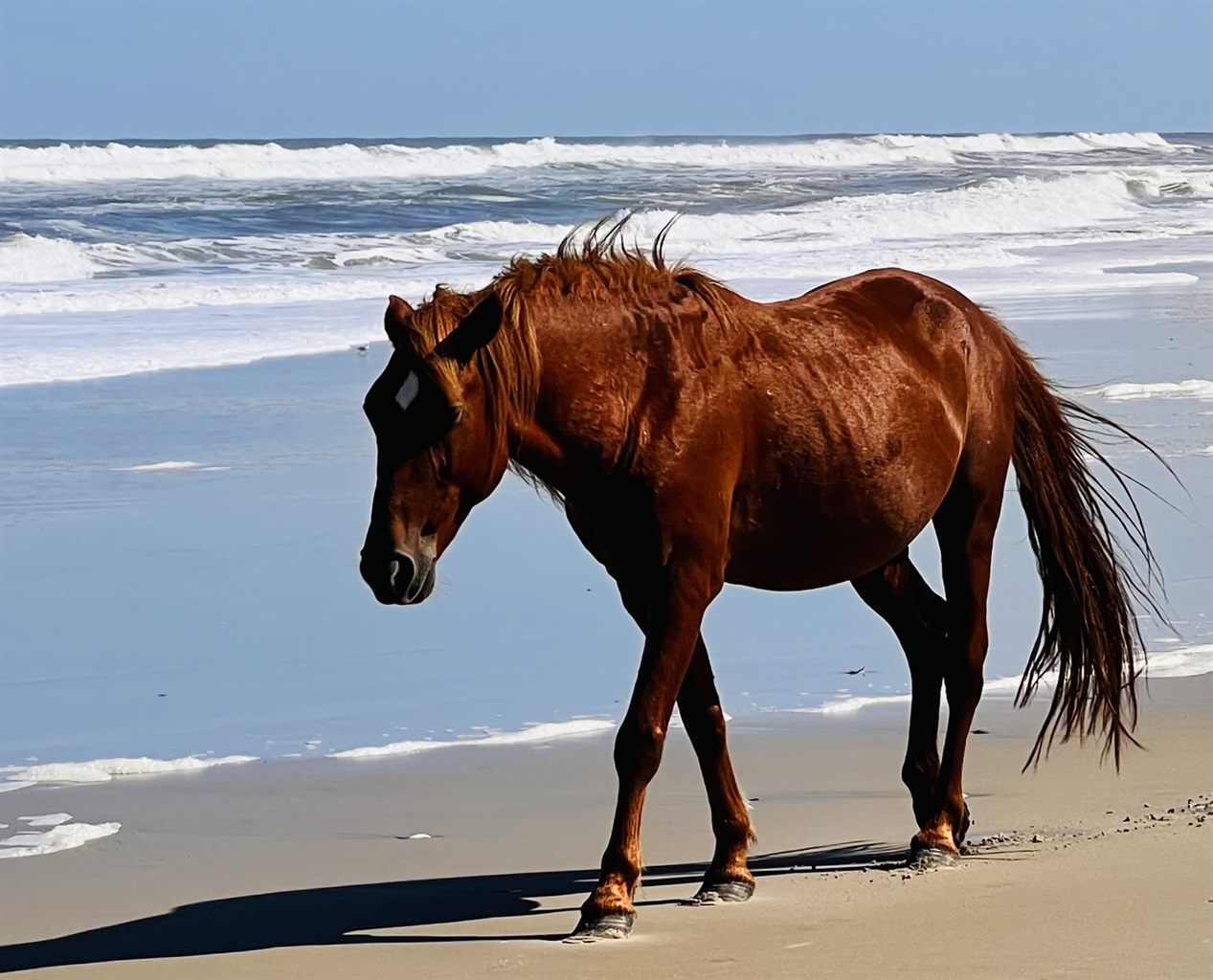 Wild life to enjoy at the beach.