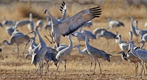Great Sandhill Crane Winter Migration late Sept~ April. Many Mexican birds stay all winter.