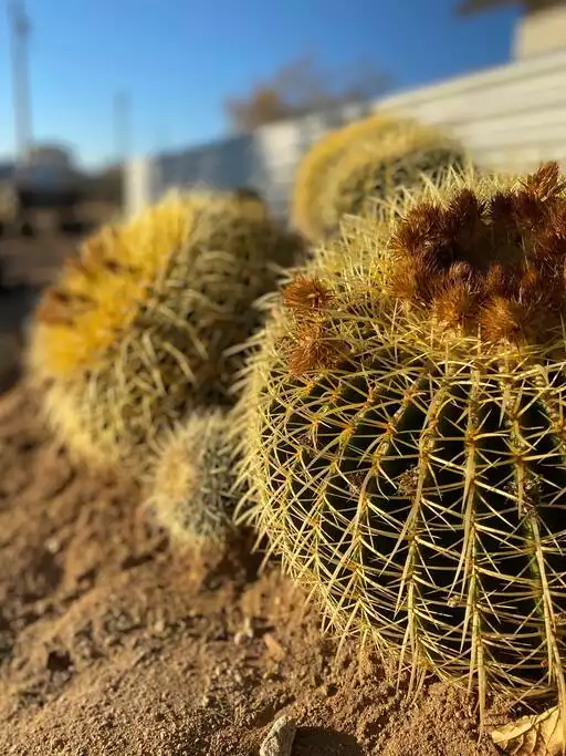 Cactus gardens - The Filmmakers House - Joshua Tree