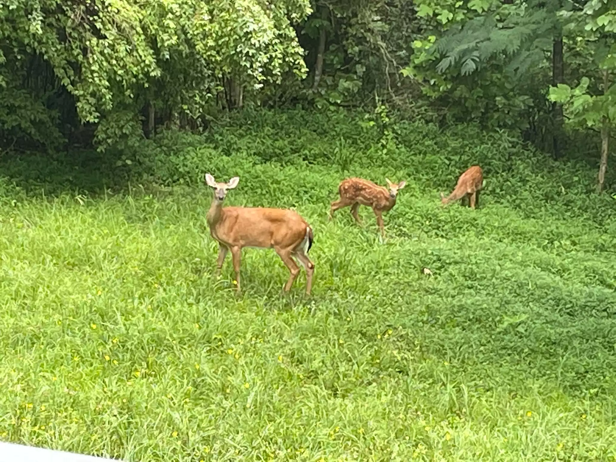 Deer in Backyard