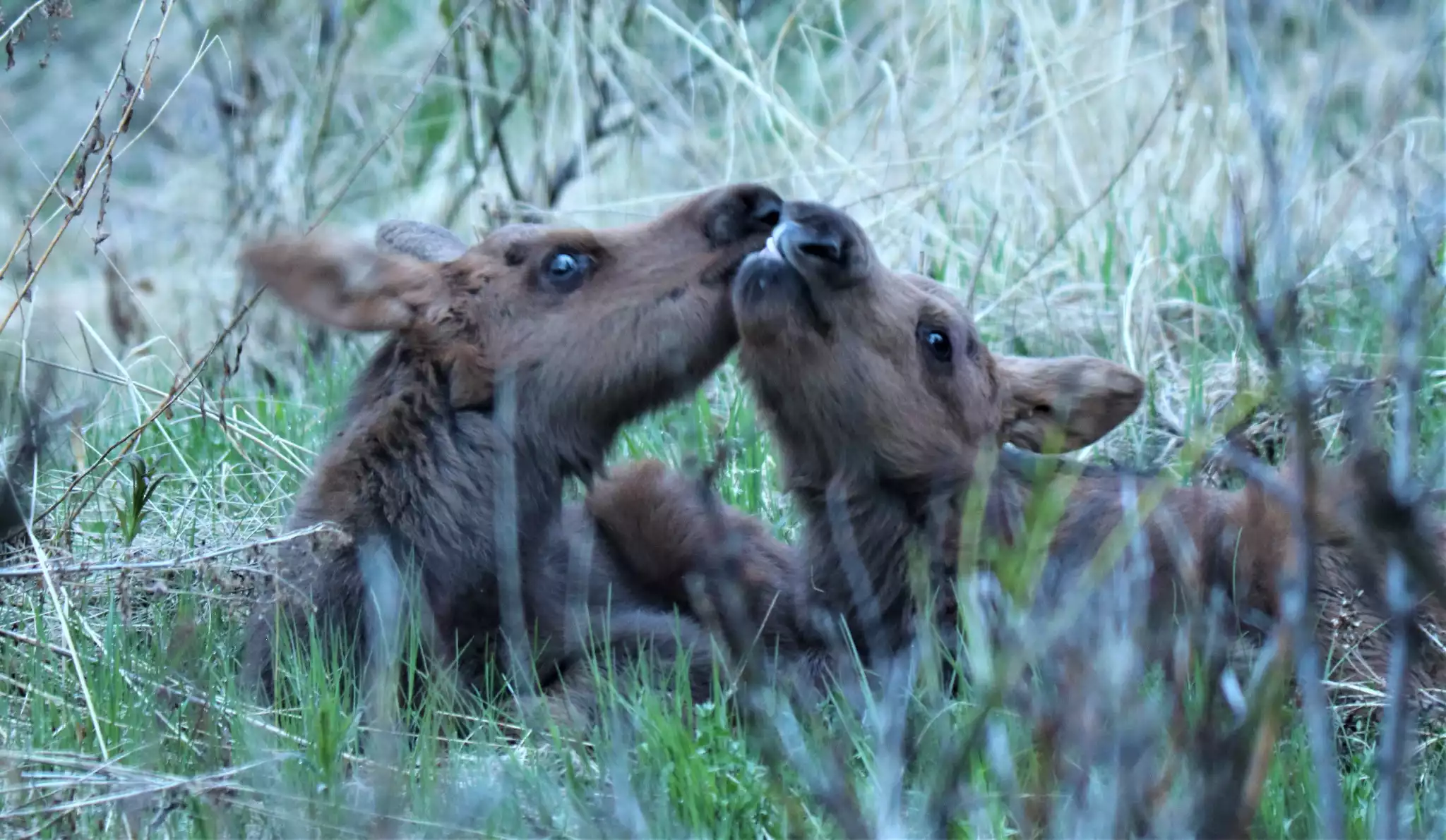 Moose twins in the back yard