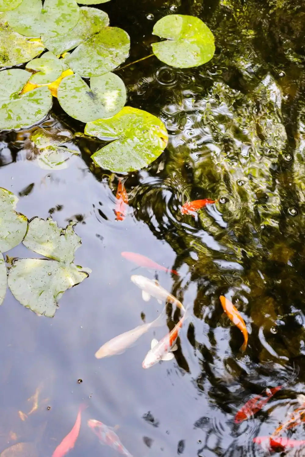 Enjoy the Koi fish pond an - California Craftsman — Urban Oasis - Emeryville