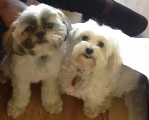 The live-in dogs. They are allowed in all common areas.
Corrina:"Their dogs are loving and adorable"