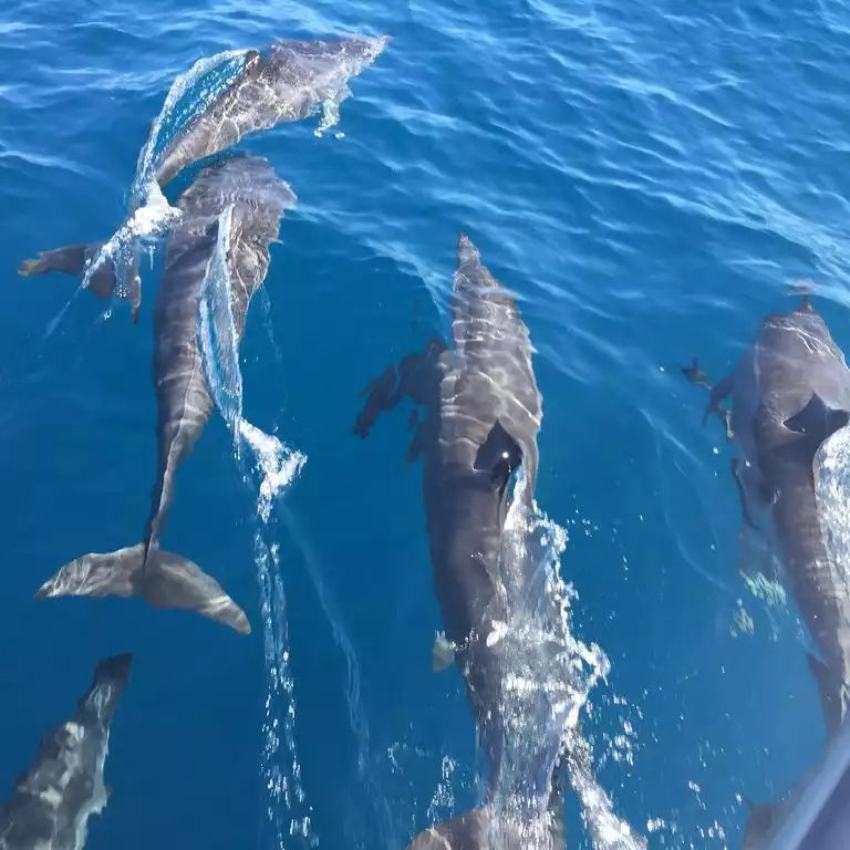 Snorkel with Dolphins - Vivaro Roatan Beachfront - West End