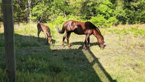 Backyard visitors