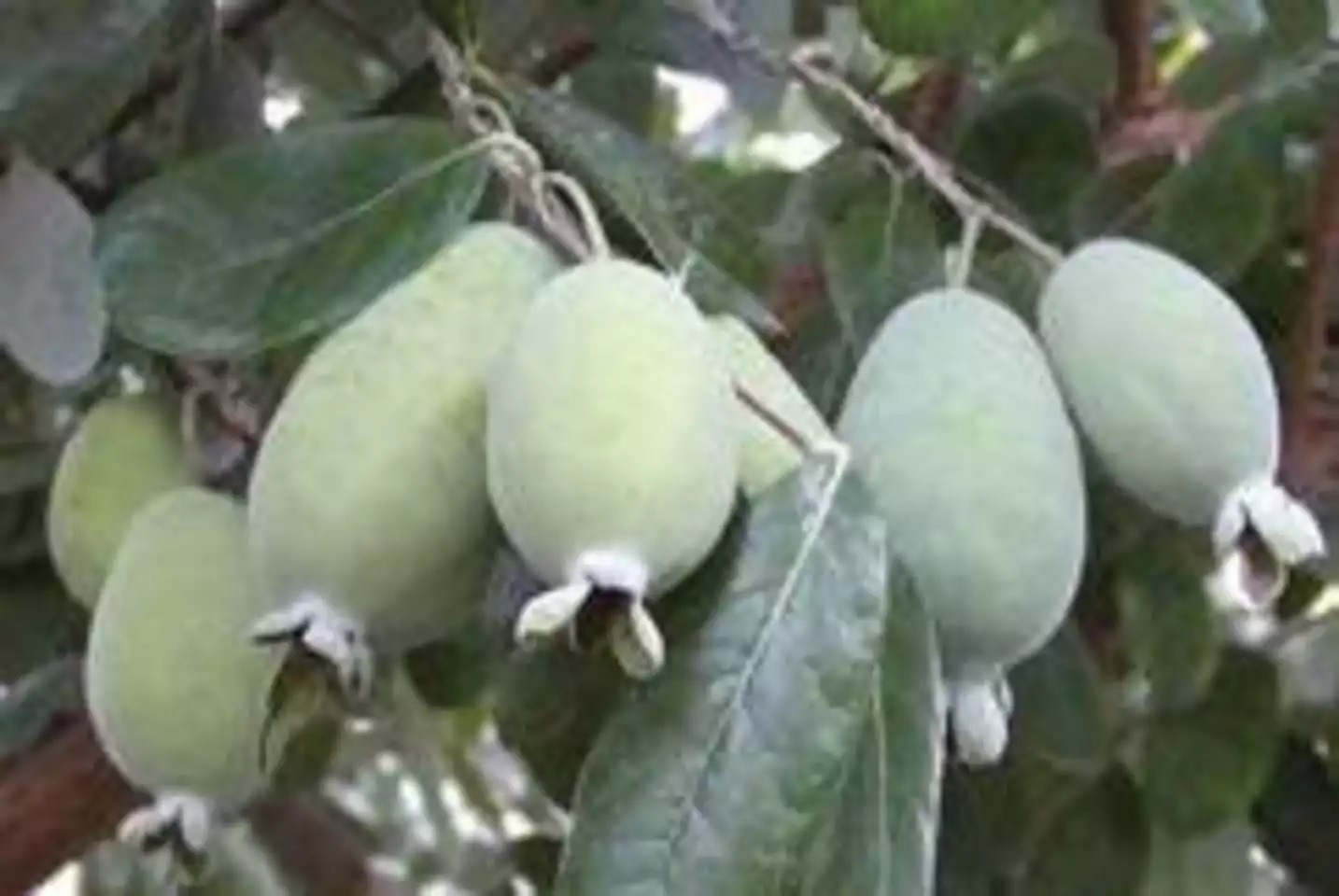 safari-tent-cabin-with-hottub-and-air-conditioning/