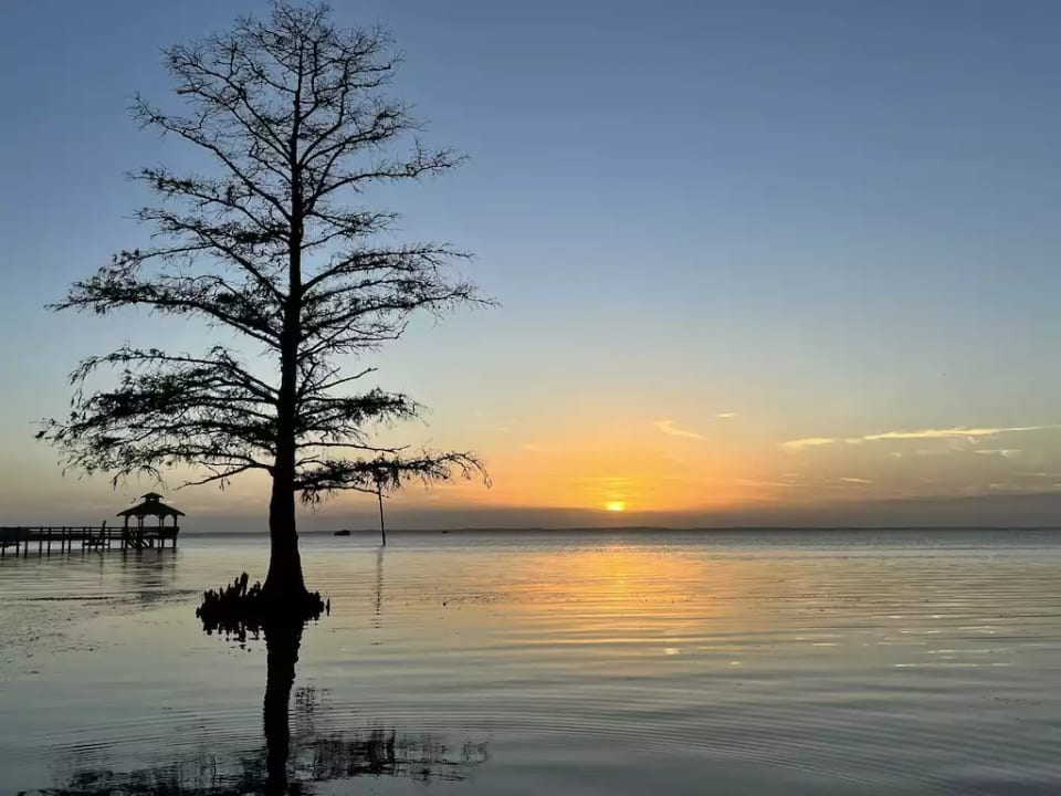 The Salty Swan - Corolla
