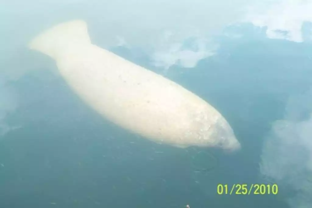 waterfront-home-incredible-view-37-dock-kayak/