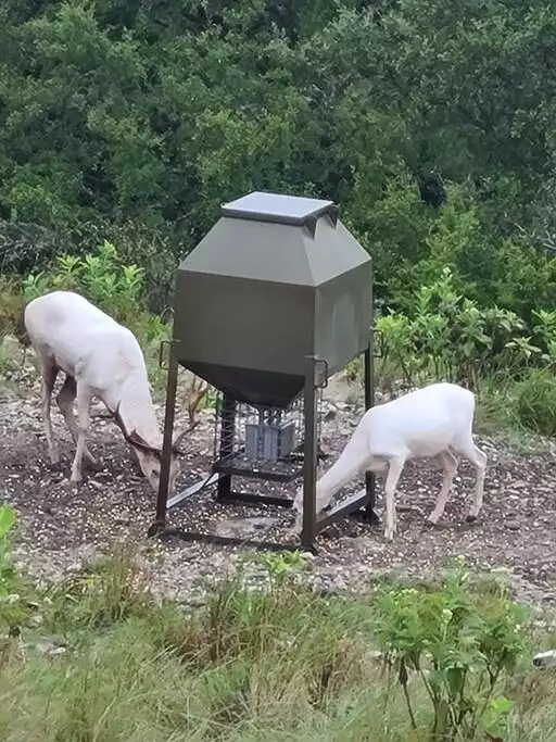 Exotic white fallows by the cabin feeder.  You may see these everyday in the morning and evening hours. - GWR-Private-AmazingHilltopView-HotTub-FirePit-Pool - Fredericksburg