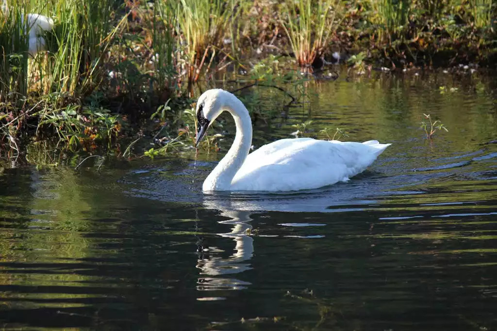 Trumpeter Swan at Tern Lake