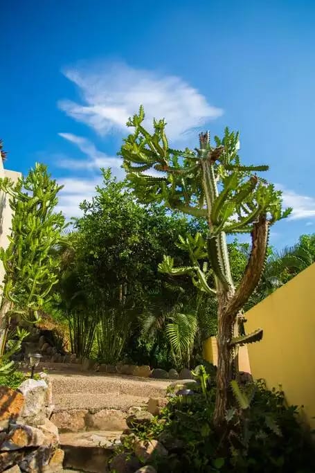 Entryway with a lime tree, cacti and palm trees
