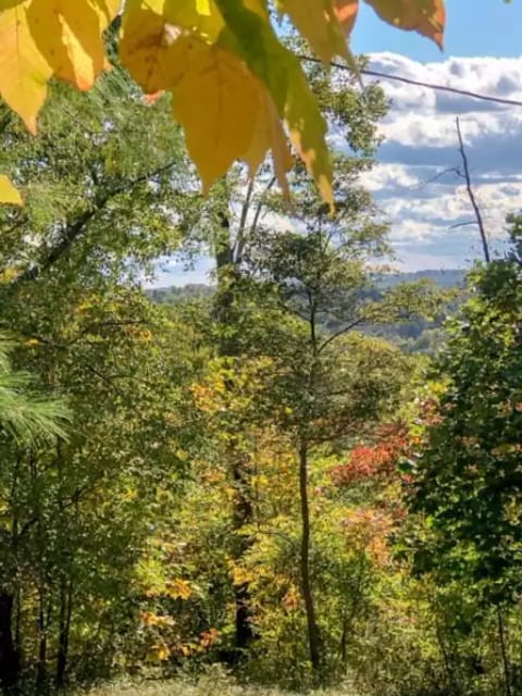 A view from the front deck