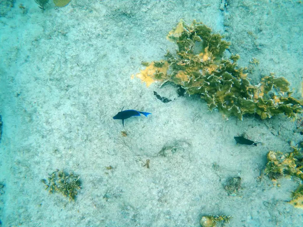 Don't forget your underwater camera for your snorkeling or scuba adventures... - Dolphin's Paradise at Pelican Cove - Christiansted