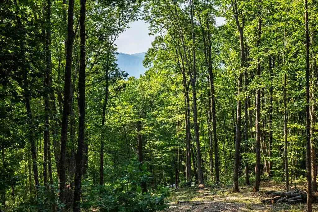 View of Blue Ridge Mountain in the Summer from the Cabin's back yard. View of Blue Ridge Mountain in the Summer from the Cabin's back yard. - The Blue Ridge Cabin - Roseland