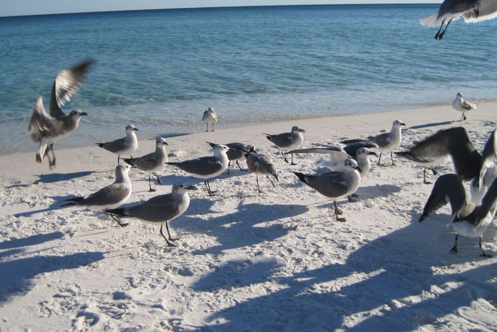 Seagulls on the Beach