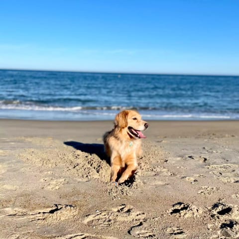 Leo enjoying the beach!