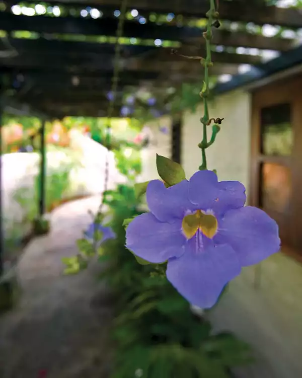 Canefield House  - Tortola