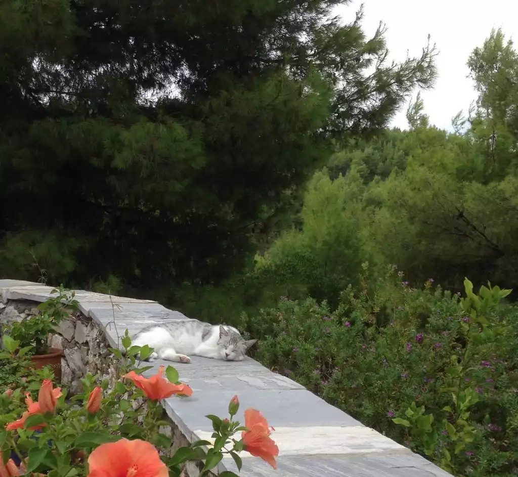 A Sleepy Visitor: we named her Tiger-Lilly - Skiathos Villa Maestrali - Skiathos